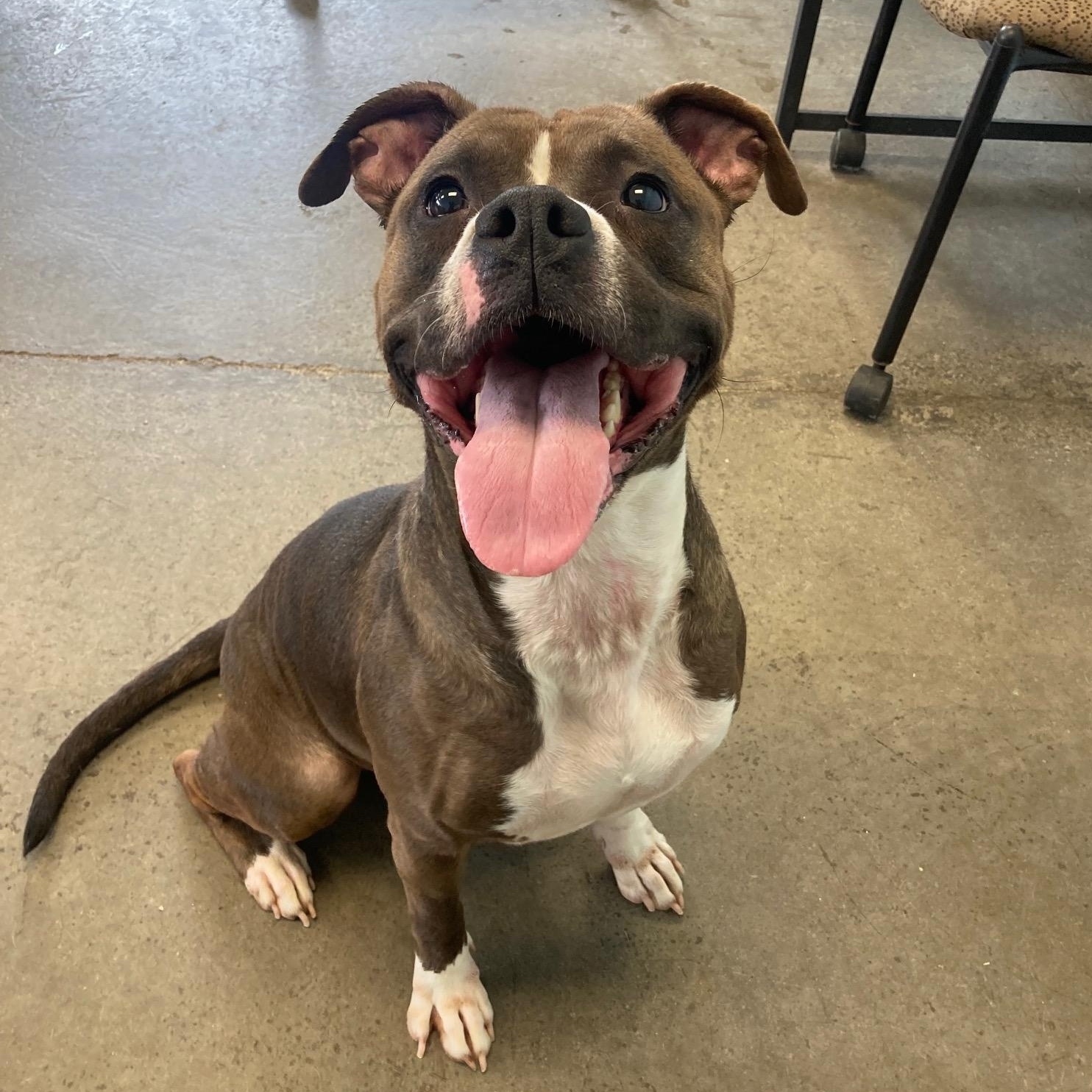 Alize, a ADOPTABLE mixed breed in Mishawaka, IN image 2/3