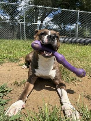 Enlarge Alize, a ADOPTABLE mixed breed in Mishawaka, IN image 2/6