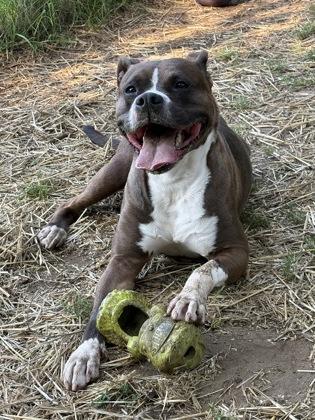 Enlarge Alize, a ADOPTABLE mixed breed in Mishawaka, IN image 6/6