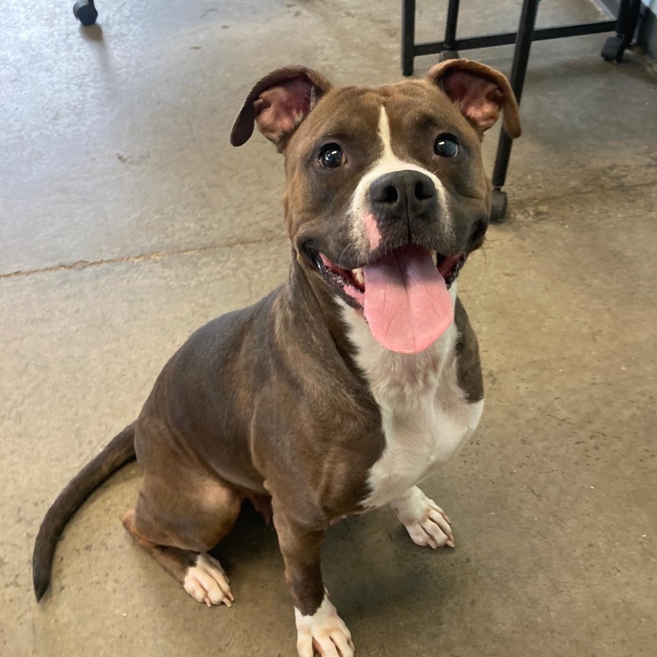 Alize, a ADOPTABLE mixed breed in Mishawaka, IN image 1/3