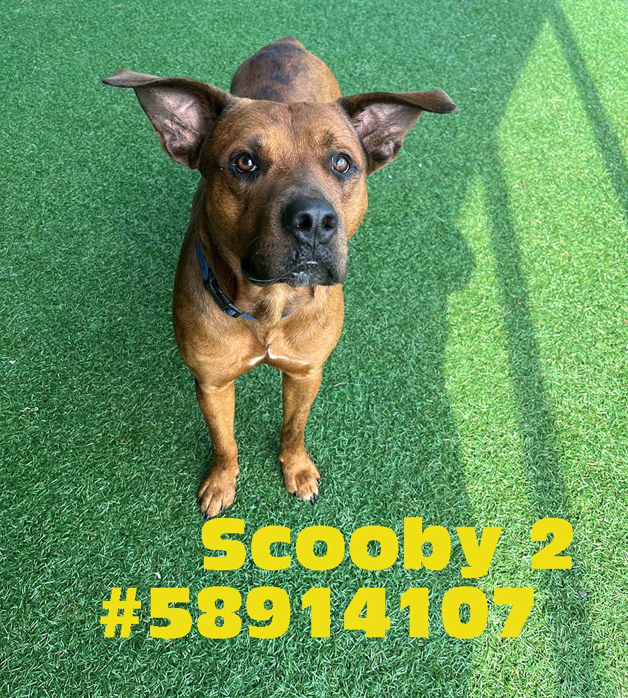 Scooby 2, ADOPTABLE, Adult Male Pit Bull Terrier.