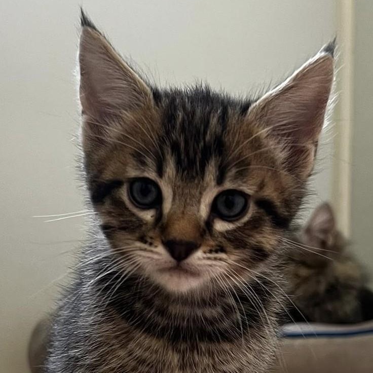 Soy Sauce, Baby Male Domestic Medium Hair