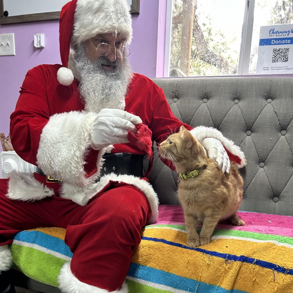 Cogsworth, Adoptable, Young Male Domestic Short Hair.