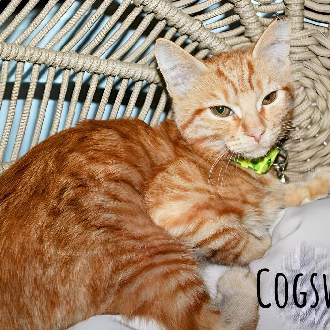 Cogsworth, a Adoptable Domestic Short Hair in Boerne, TX image 1/2