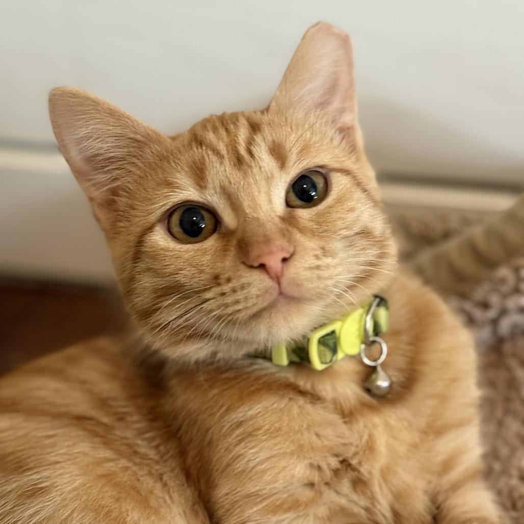 Cogsworth, a Adoptable Domestic Short Hair in Boerne, TX image 2/2