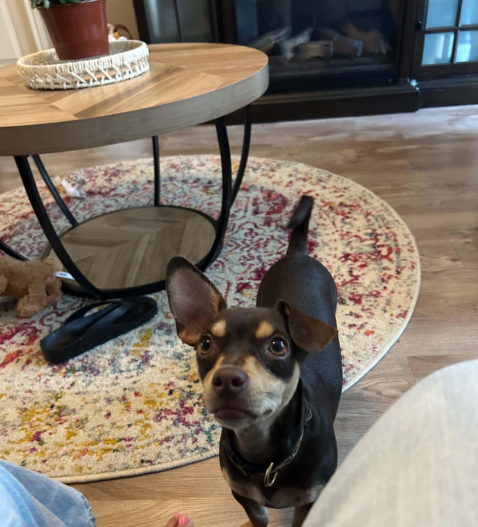 Hayes, a Adoptable mixed breed in Augusta, ME image 2/6