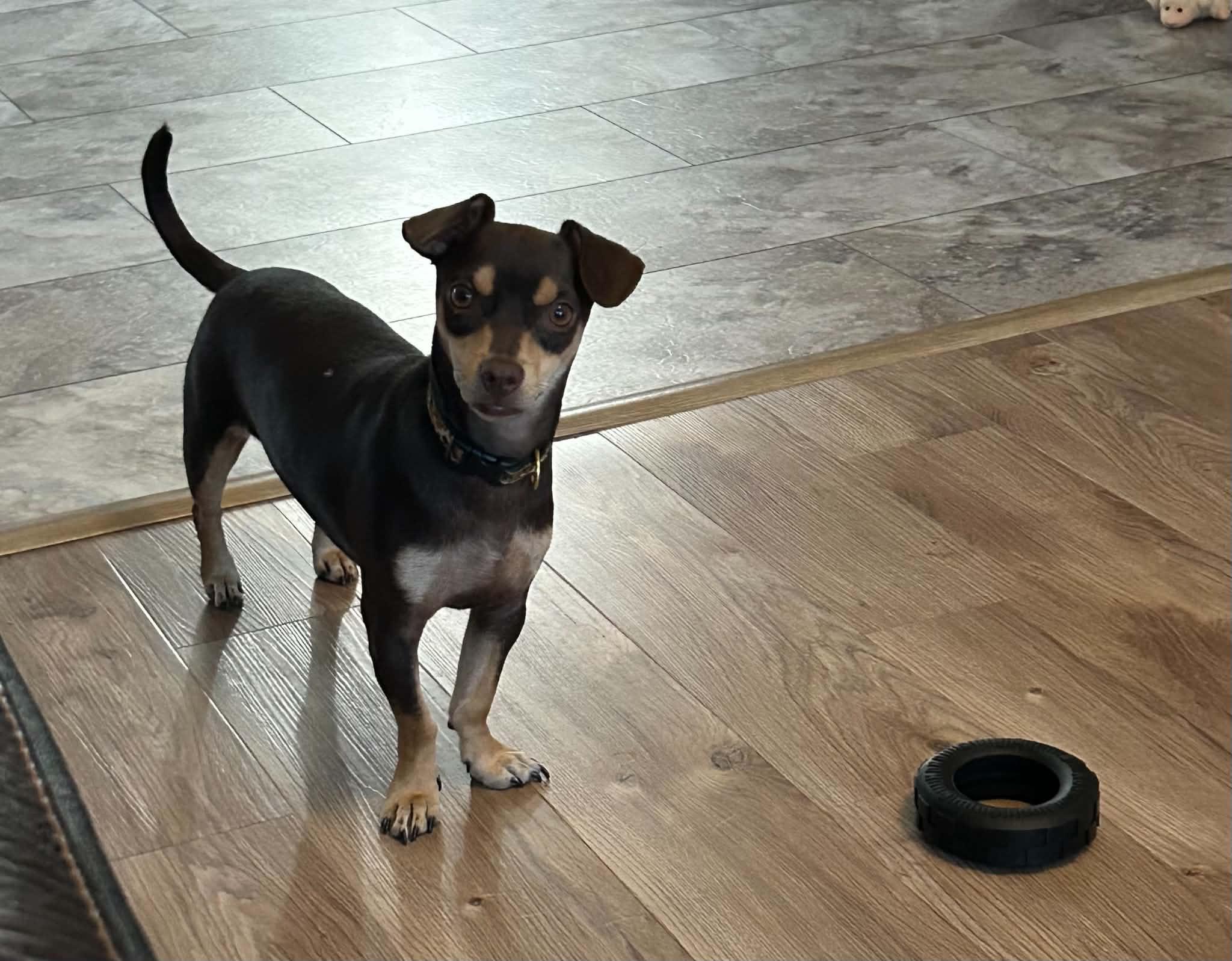 Hayes, a Adoptable mixed breed in Augusta, ME image 3/6