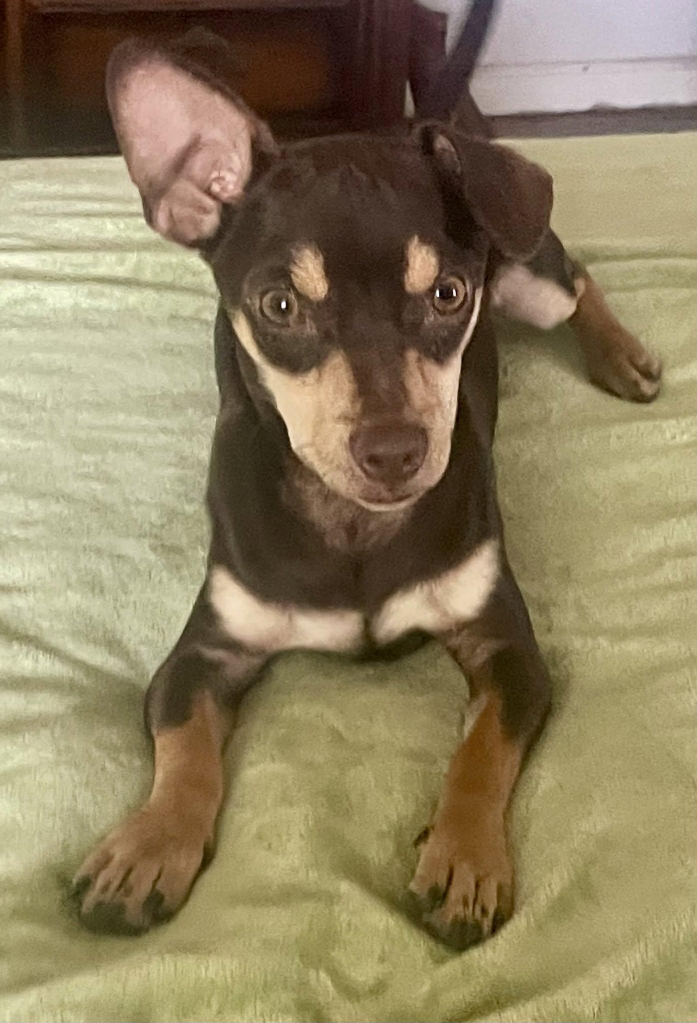 Hayes, a Adoptable mixed breed in Augusta, ME image 4/6