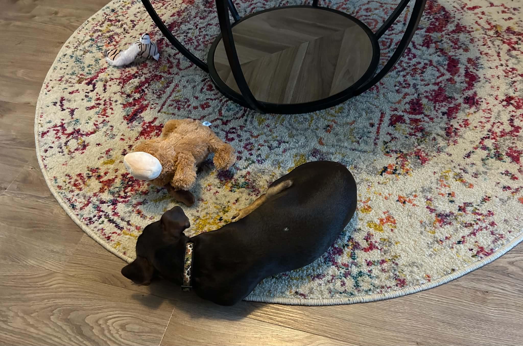 Hayes, a Adoptable mixed breed in Augusta, ME image 5/6