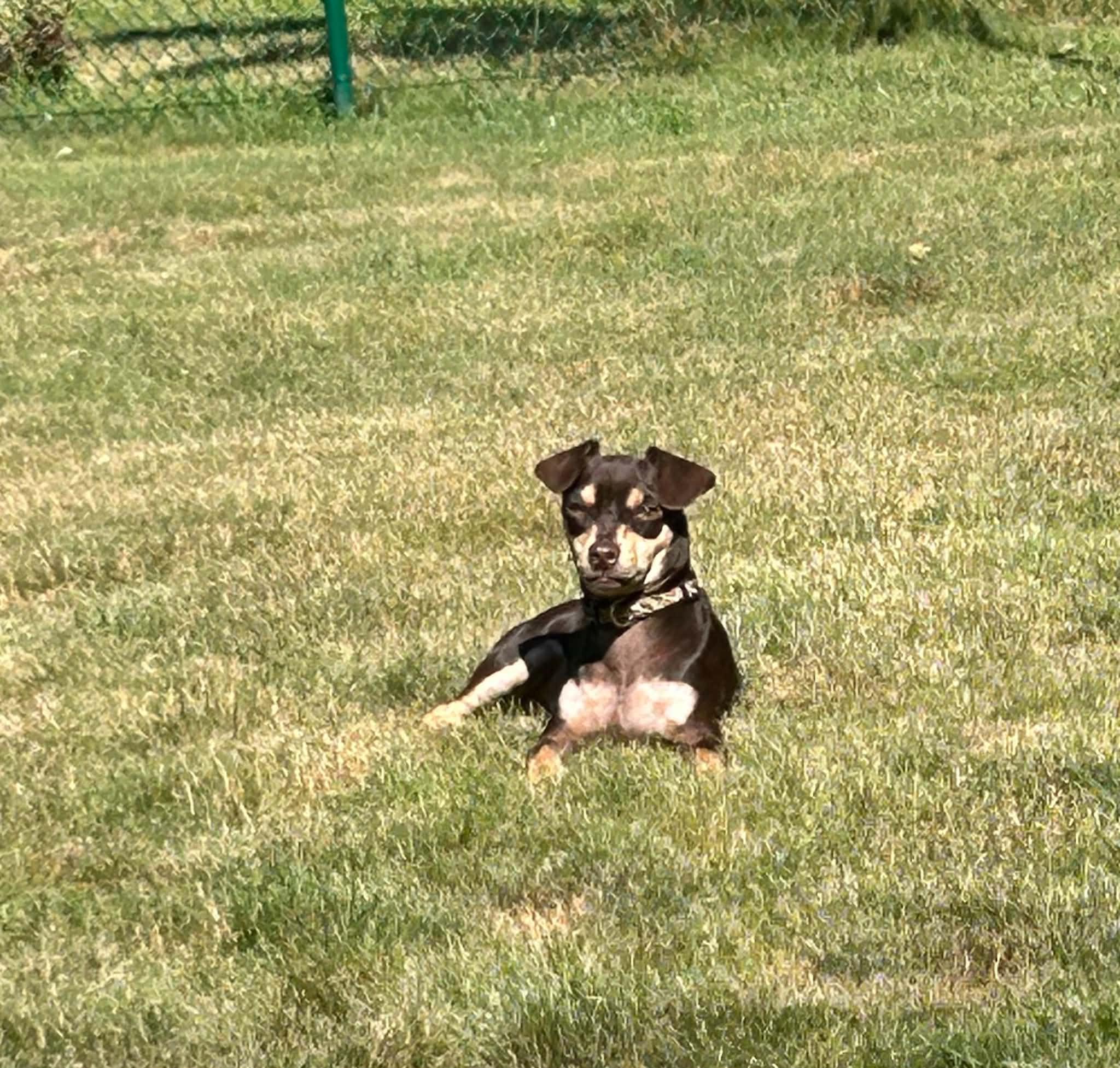 Hayes, a Adoptable mixed breed in Augusta, ME image 6/6