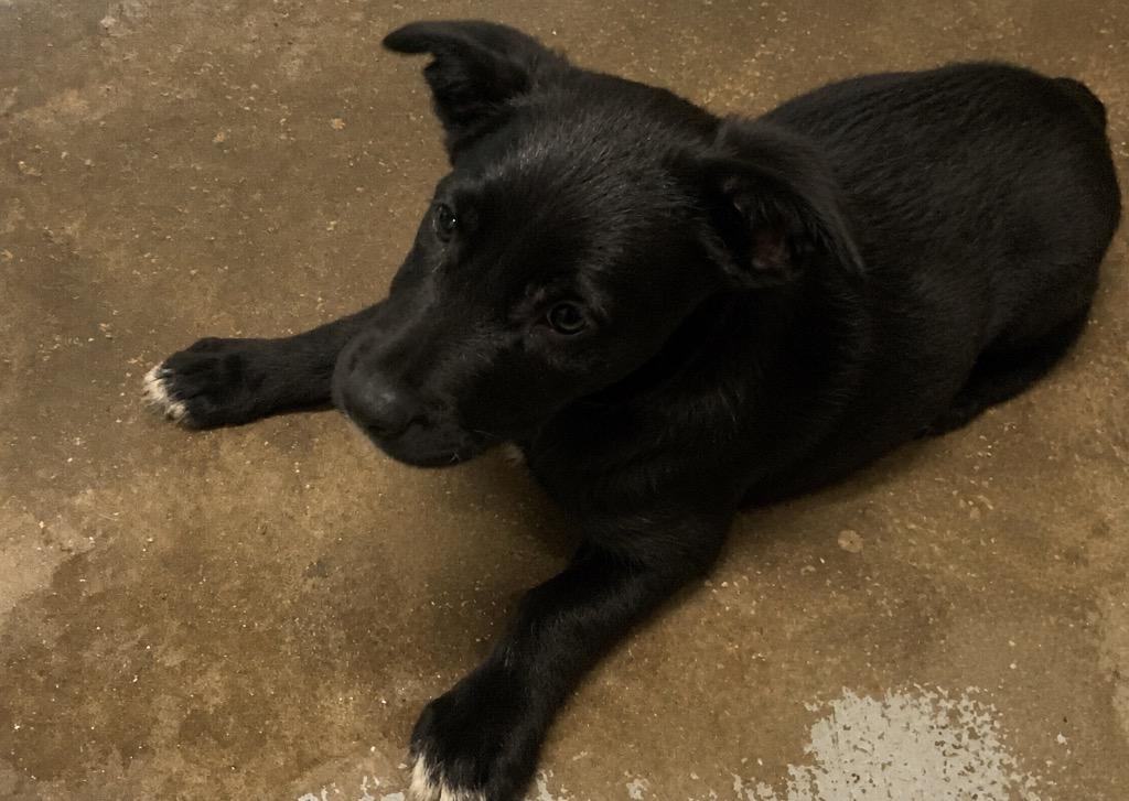 Glory, Adoptable, Puppy Male Shepherd & Terrier.