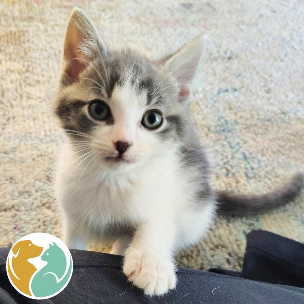 Enlarge Baby Face, a Adopted Domestic Short Hair in Toledo, OH image 1/1