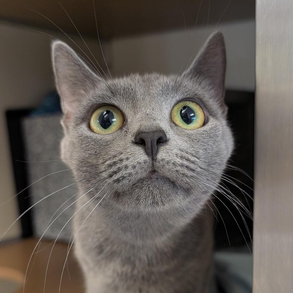 Cyn-AT PETCO, Adoptable, Young Female Domestic Short Hair.