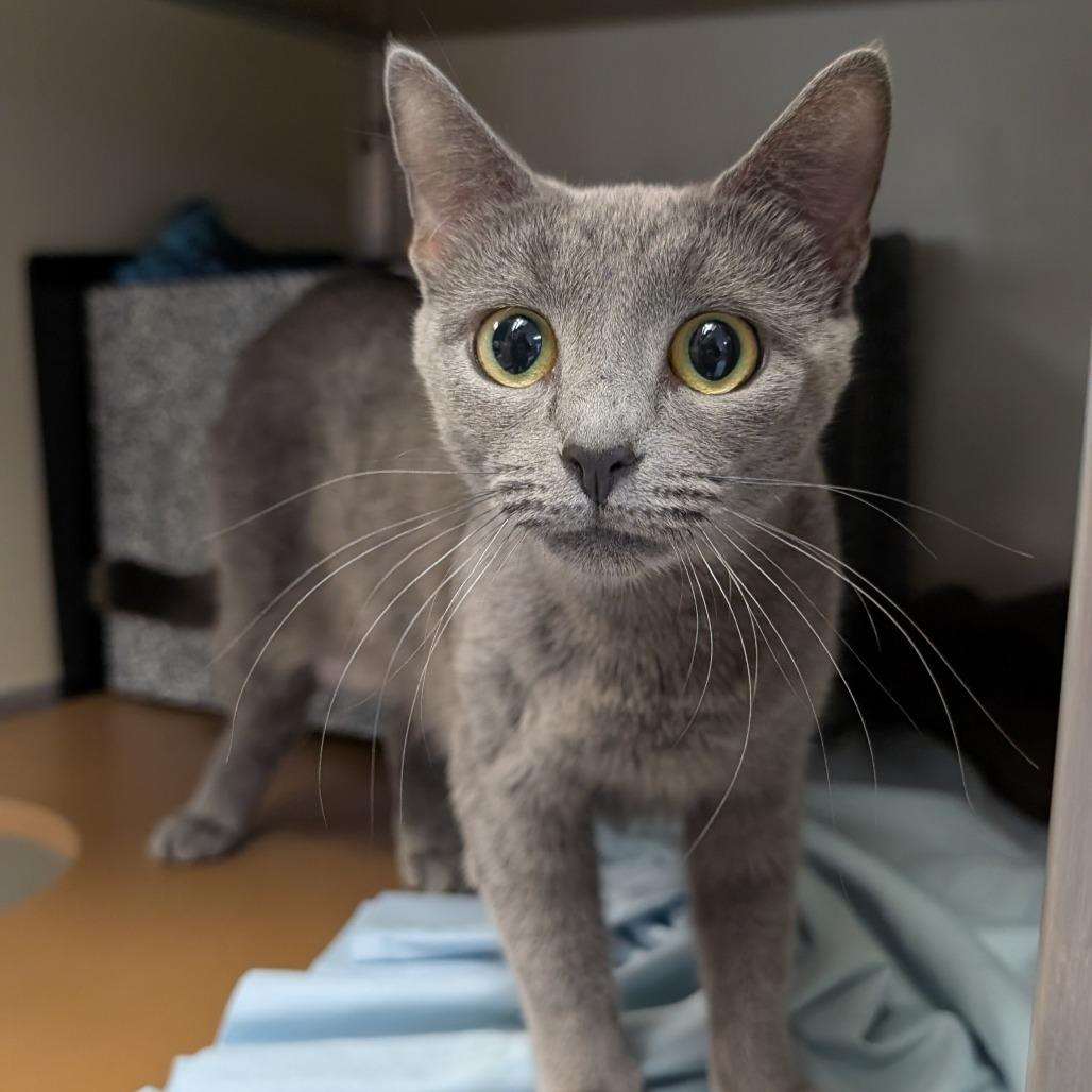 Cyn-AT PETCO, a Adoptable Domestic Short Hair in Birdsboro, PA image 2/5