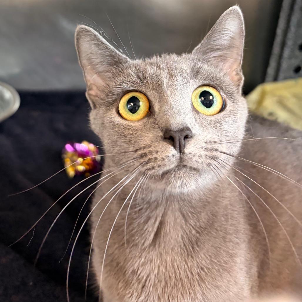 Cyn-AT PETCO, a Adoptable Domestic Short Hair in Birdsboro, PA image 3/5