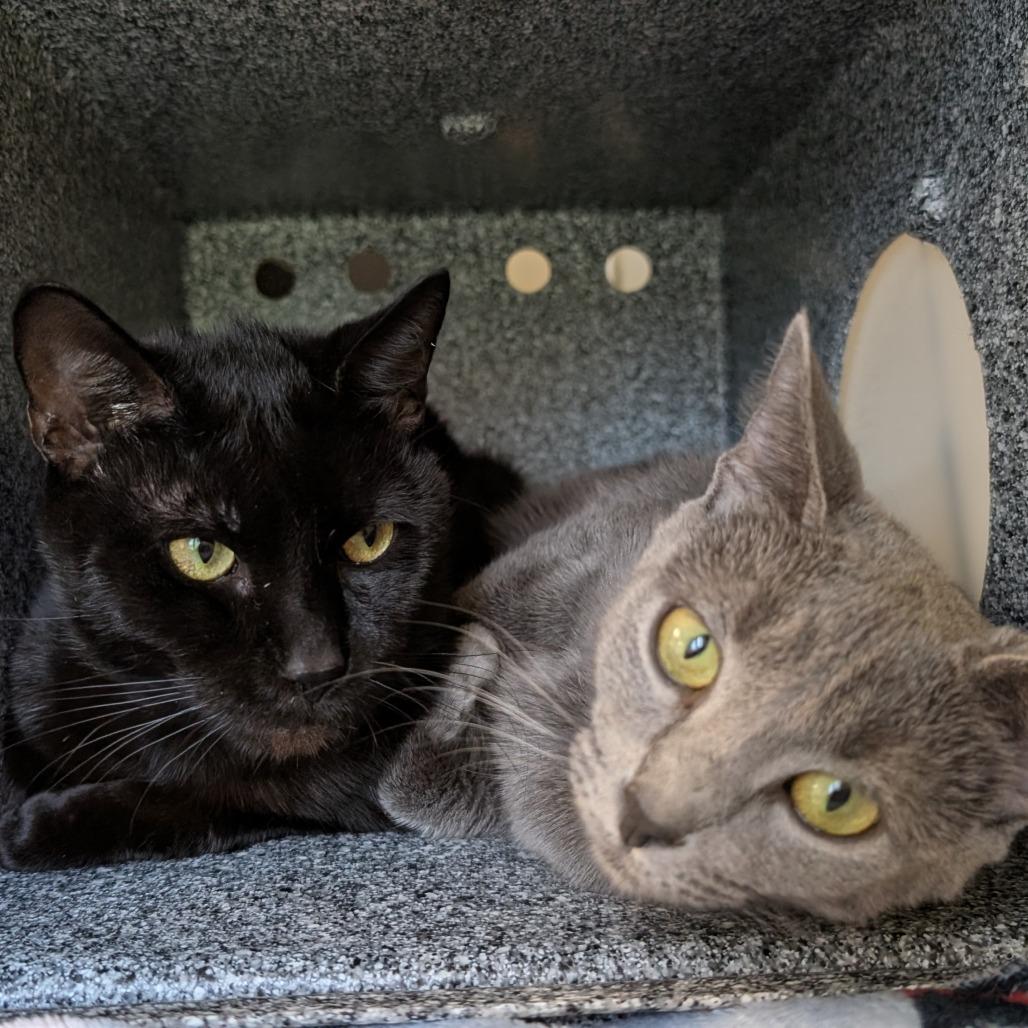 Cyn-AT PETCO, a Adoptable Domestic Short Hair in Birdsboro, PA image 4/5