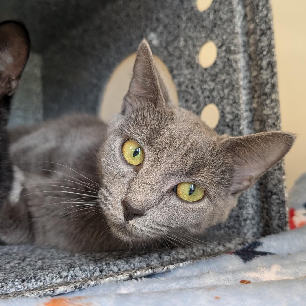 Cyn-AT PETCO, a Adoptable Domestic Short Hair in Birdsboro, PA image 5/5