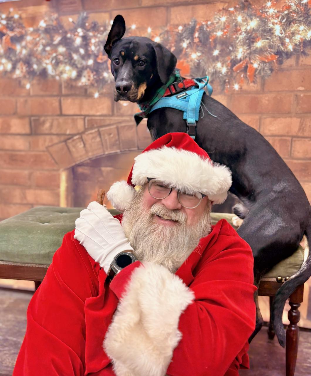 Rigby, Adoptable, Adult Male Mixed Breed.