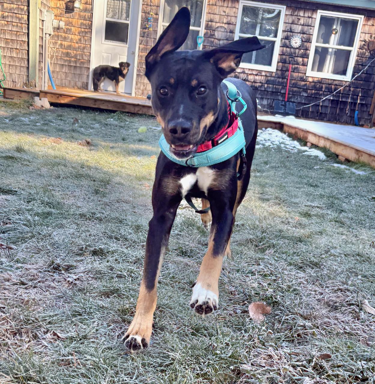 Rigby, a Adoptable Mixed Breed in St Stephen, NB image 3/3