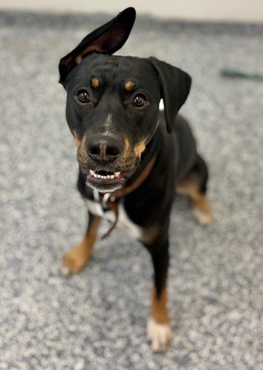Rigby, an adoptable Mixed Breed in St Stephen, NB, E3L 2X2 | Photo Image 1