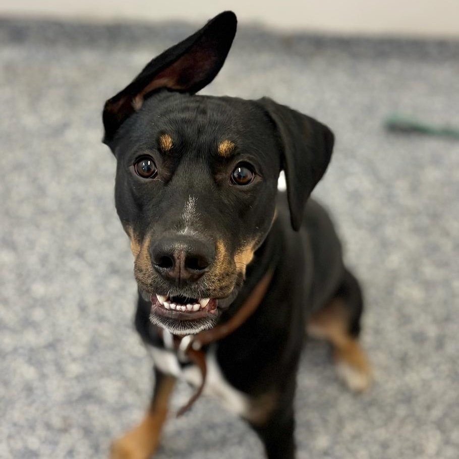 Rigby, a Adoptable Mixed Breed in St Stephen, NB image 2/3