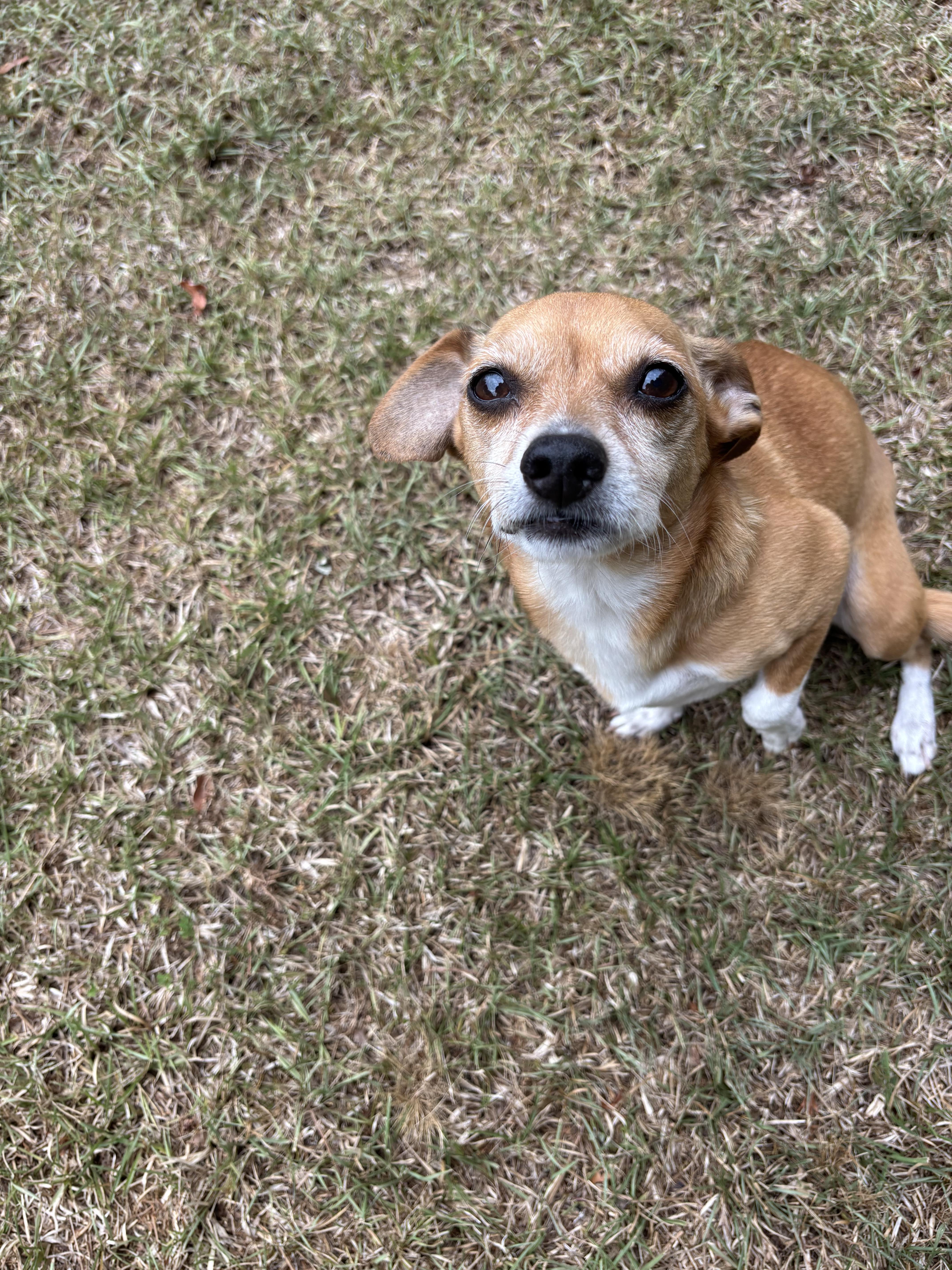 Walker, a Adoptable Chihuahua in Hillsborough, NC image 1/5