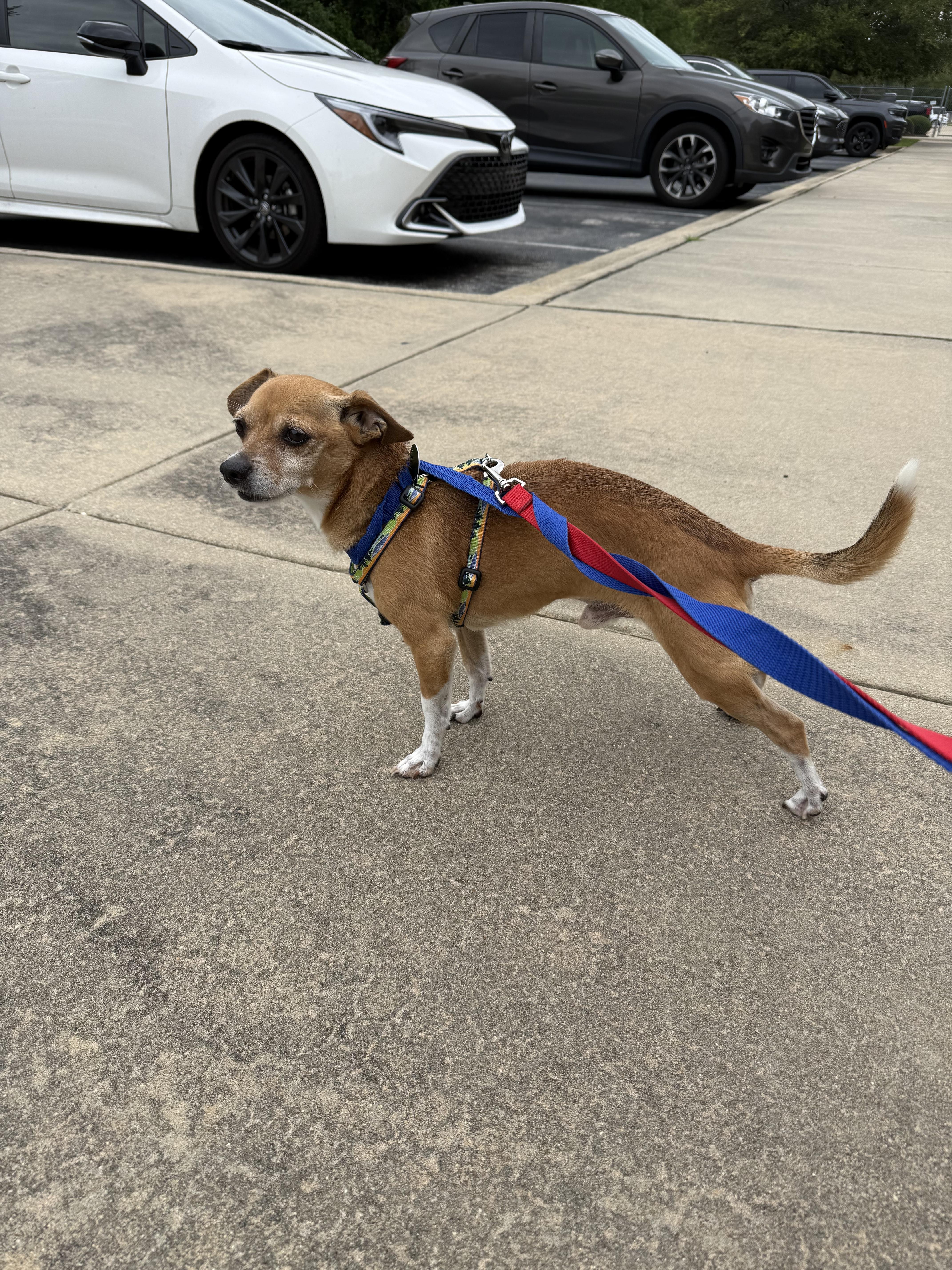 Walker, a Adoptable Chihuahua in Hillsborough, NC image 2/5