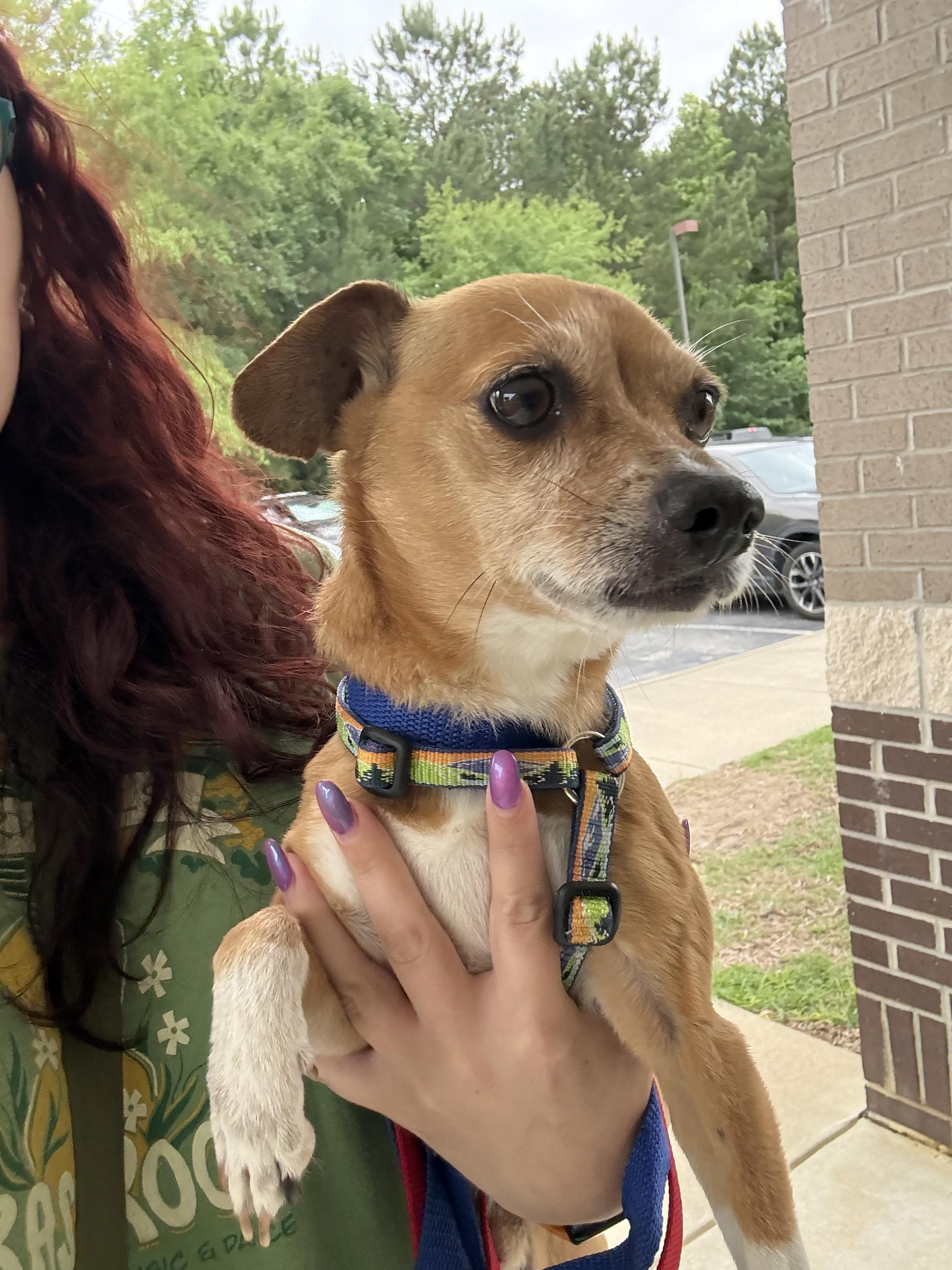 Walker, a Adoptable Chihuahua in Hillsborough, NC image 3/5