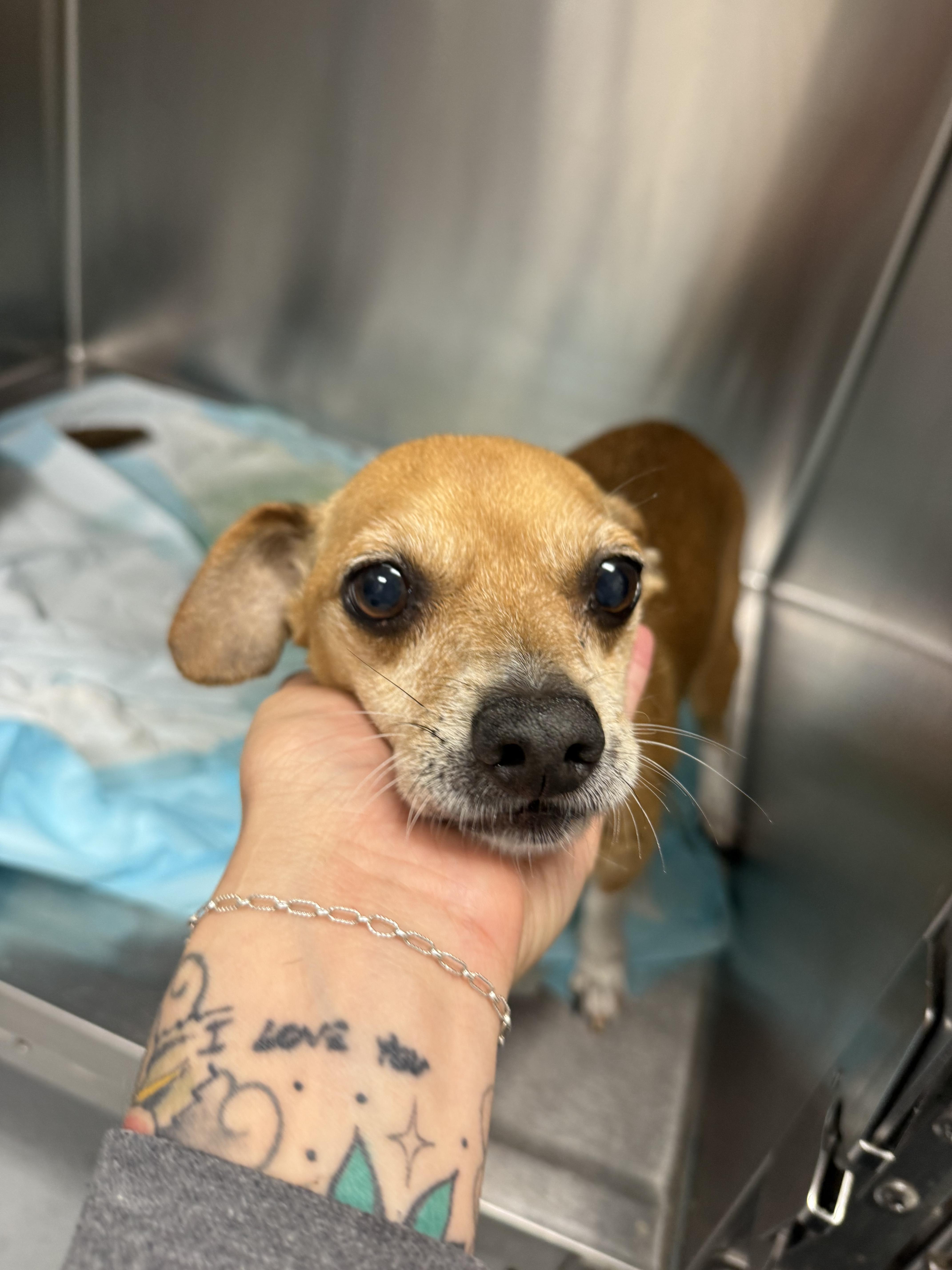 Walker, a Adoptable Chihuahua in Hillsborough, NC image 4/5