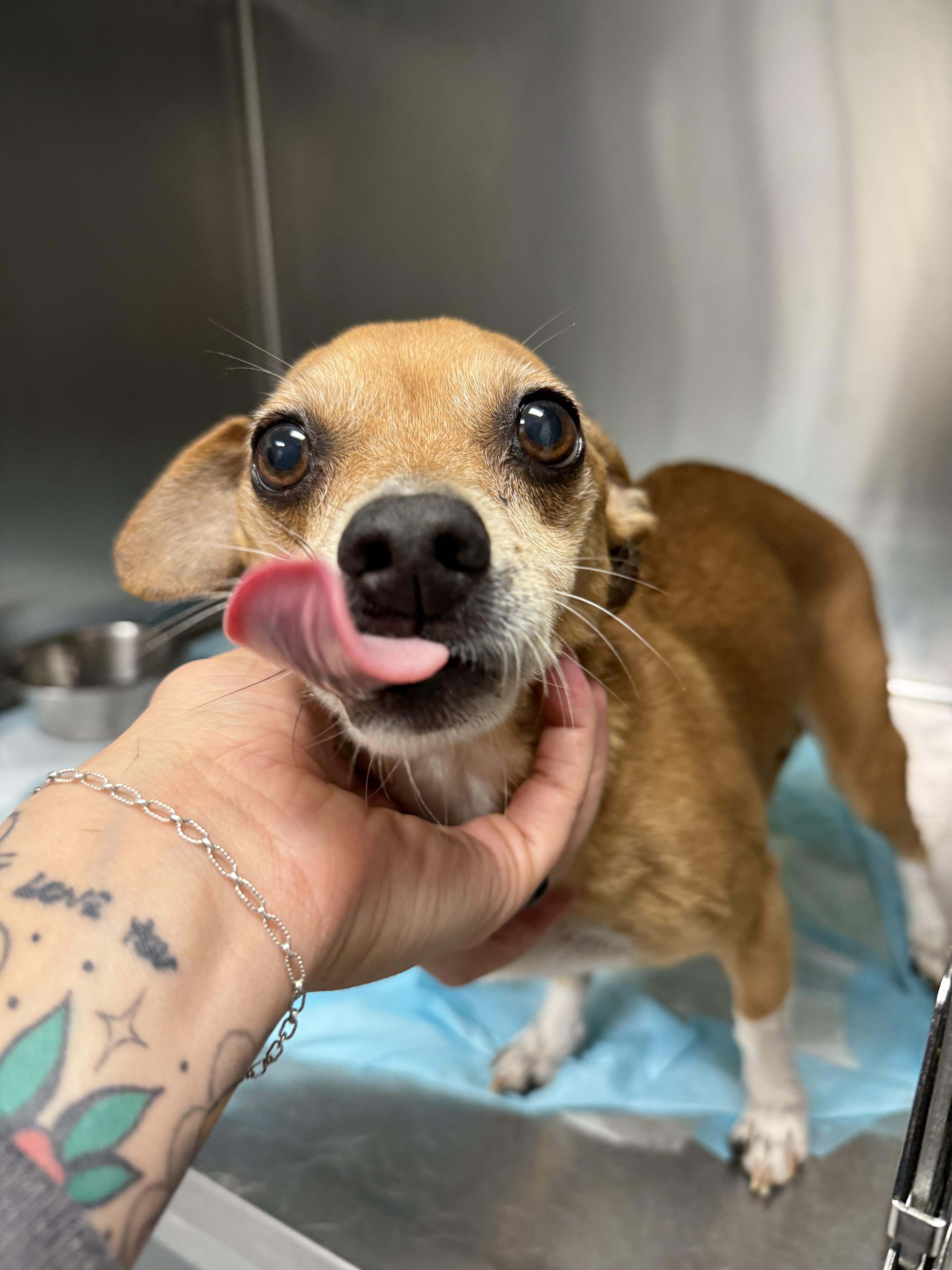 Walker, a Adoptable Chihuahua in Hillsborough, NC image 5/5
