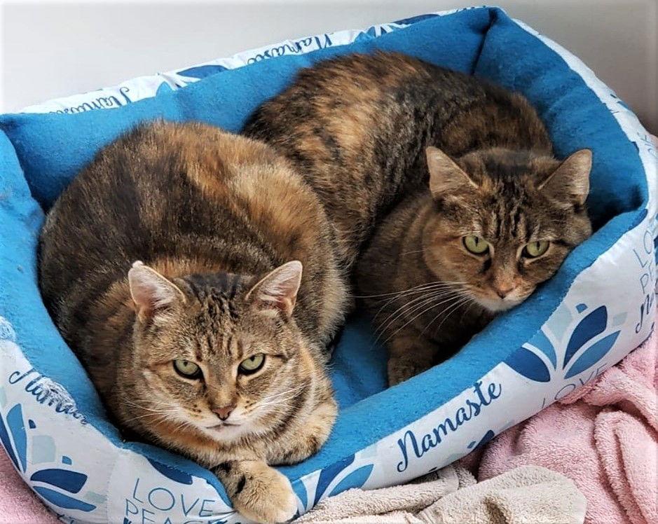 Hedwiga, Adopted, Senior Female Domestic Short Hair.