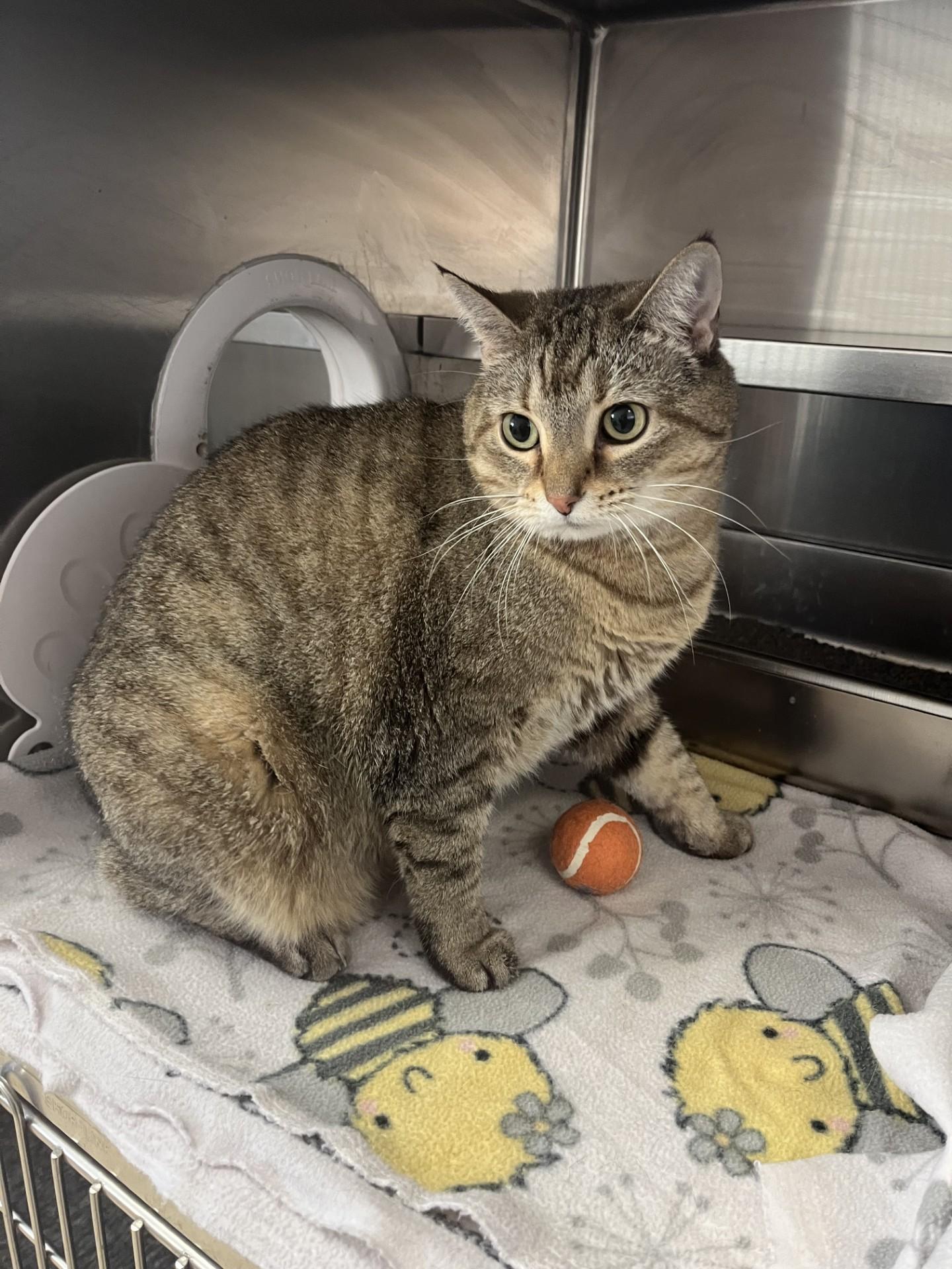 Enlarge Dumplin , a ADOPTABLE Domestic Short Hair in Loudon, TN image 1/1