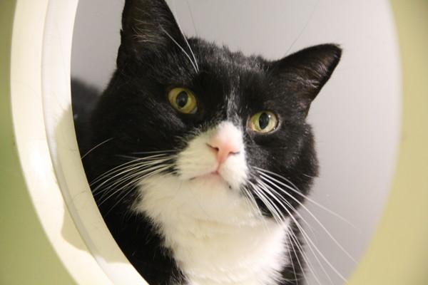 Enlarge Fluffy, a Adoptable mixed breed in Winnipeg, MB image 1/2