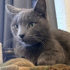 Enlarge Harper, a Adoptable mixed breed in Napa, CA image 1/1