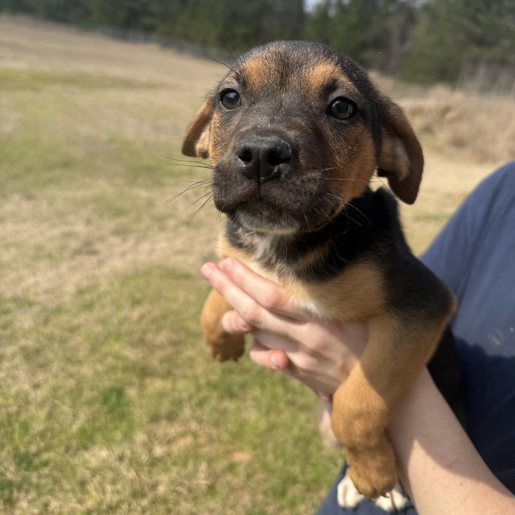 Elroy, Adoptable, Puppy Male Labrador Retriever.