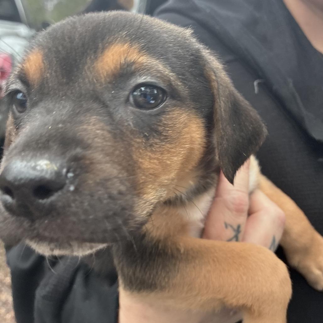 FOSTER-Elroy, Adoptable, Puppy Male Labrador Retriever.