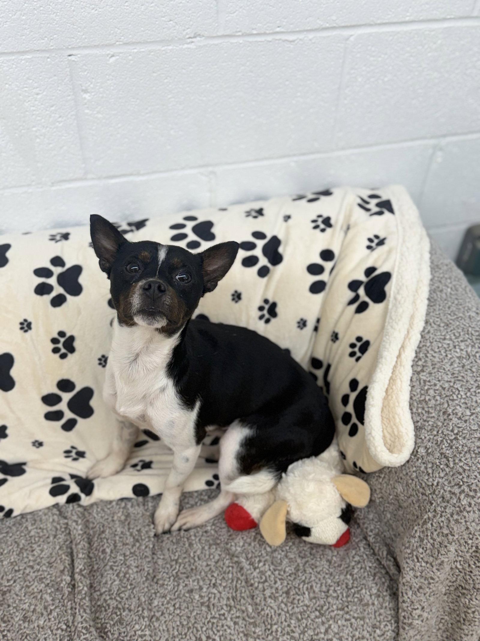 Enlarge Prue, a Adoptable mixed breed in York, SC image 1/3