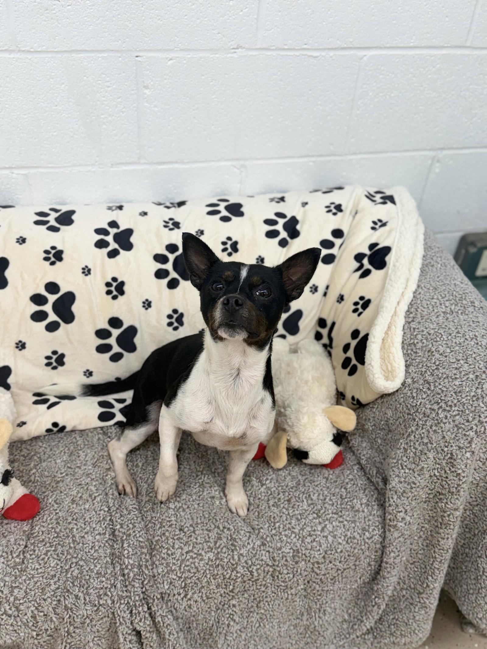 Enlarge Prue, a Adoptable mixed breed in York, SC image 2/3