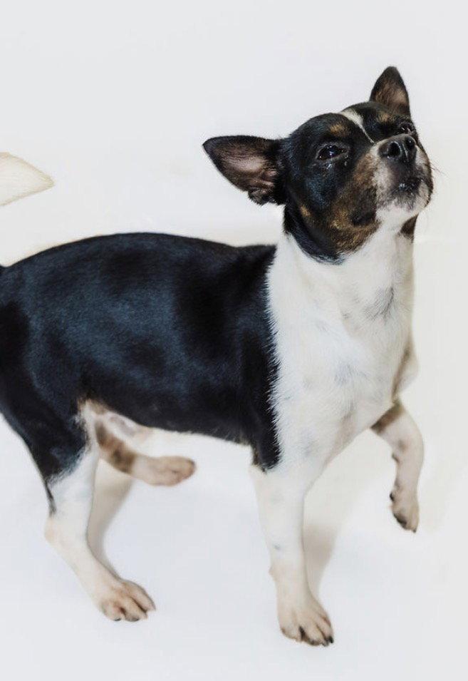 Enlarge Prue, a Adoptable mixed breed in York, SC image 1/3