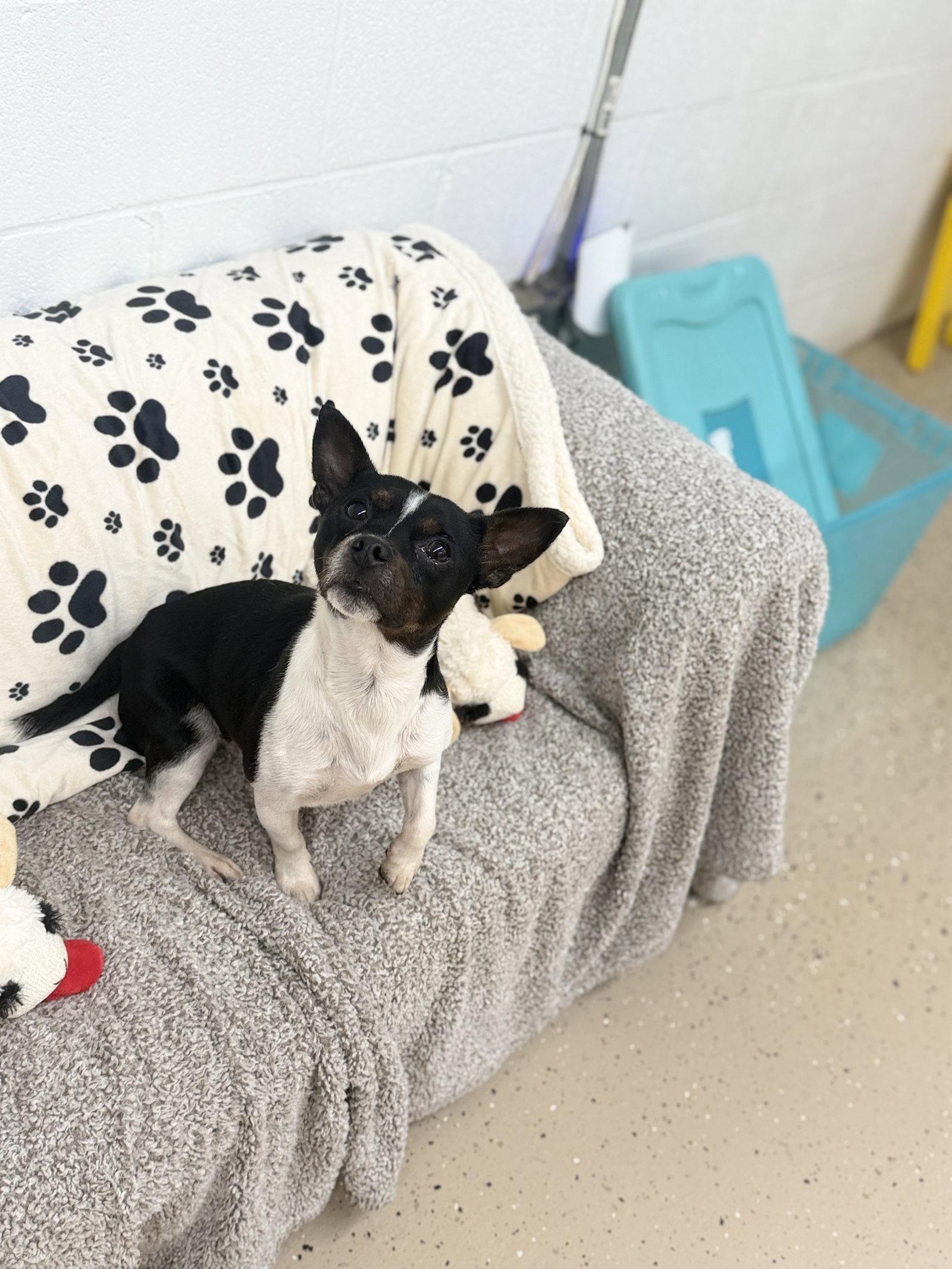 Enlarge Prue, a Adoptable mixed breed in York, SC image 3/3