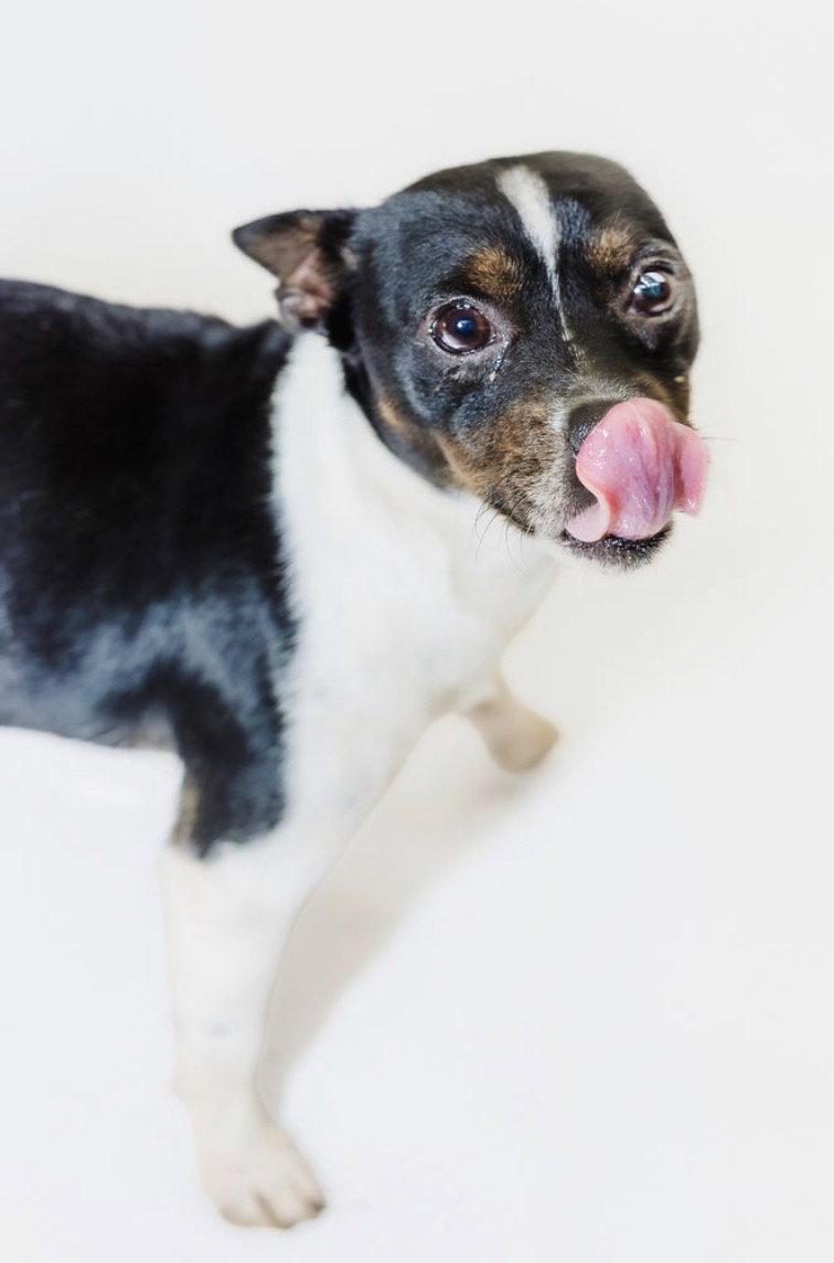 Enlarge Prue, a Adoptable mixed breed in York, SC image 3/3