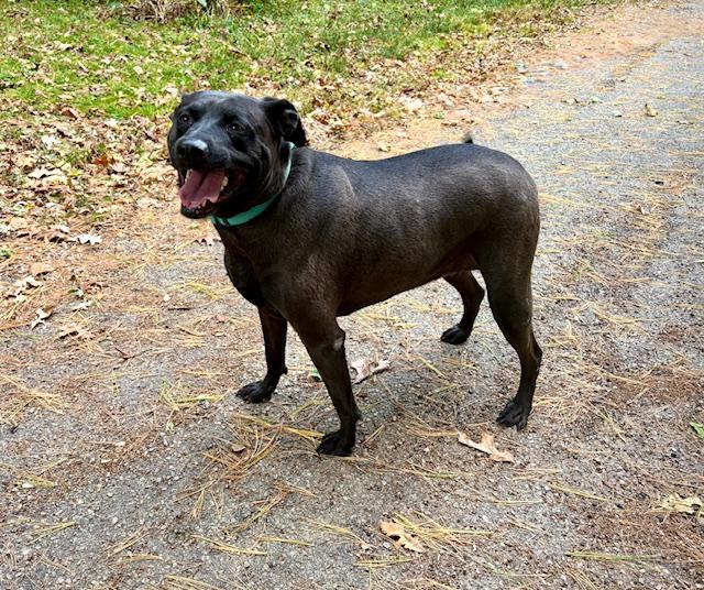 Stella (Nym), Adoptable, Adult Female Labrador Retriever & Hound.