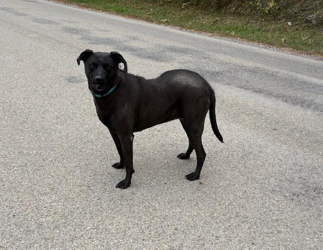 Stella (Nym), an adoptable Labrador Retriever, Hound in Geneseo, IL, 61254 | Photo Image 1