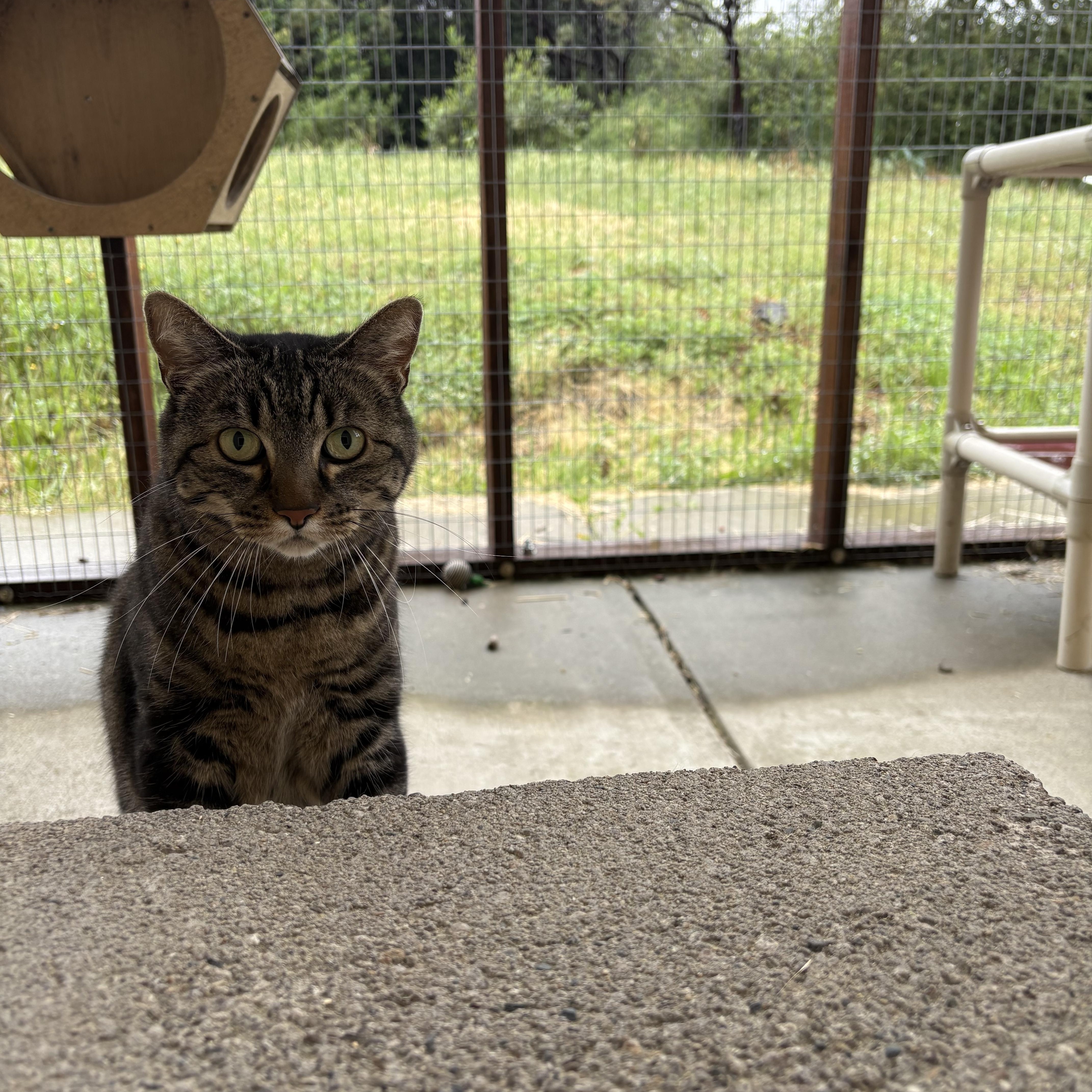 Enlarge Vida, an adopted Domestic Short Hair in Grass Valley, CA image 2/3