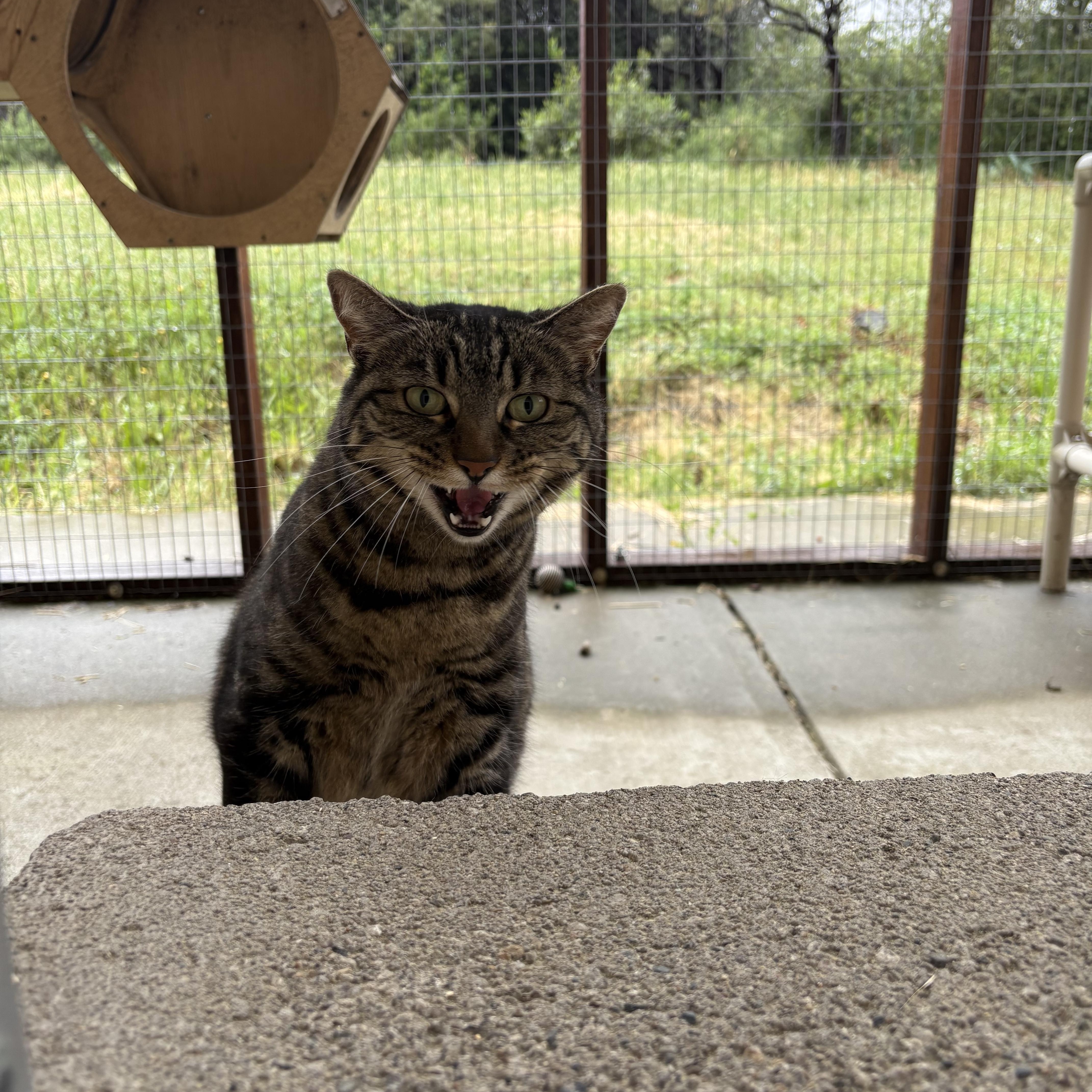 Enlarge Vida, an adopted Domestic Short Hair in Grass Valley, CA image 3/3