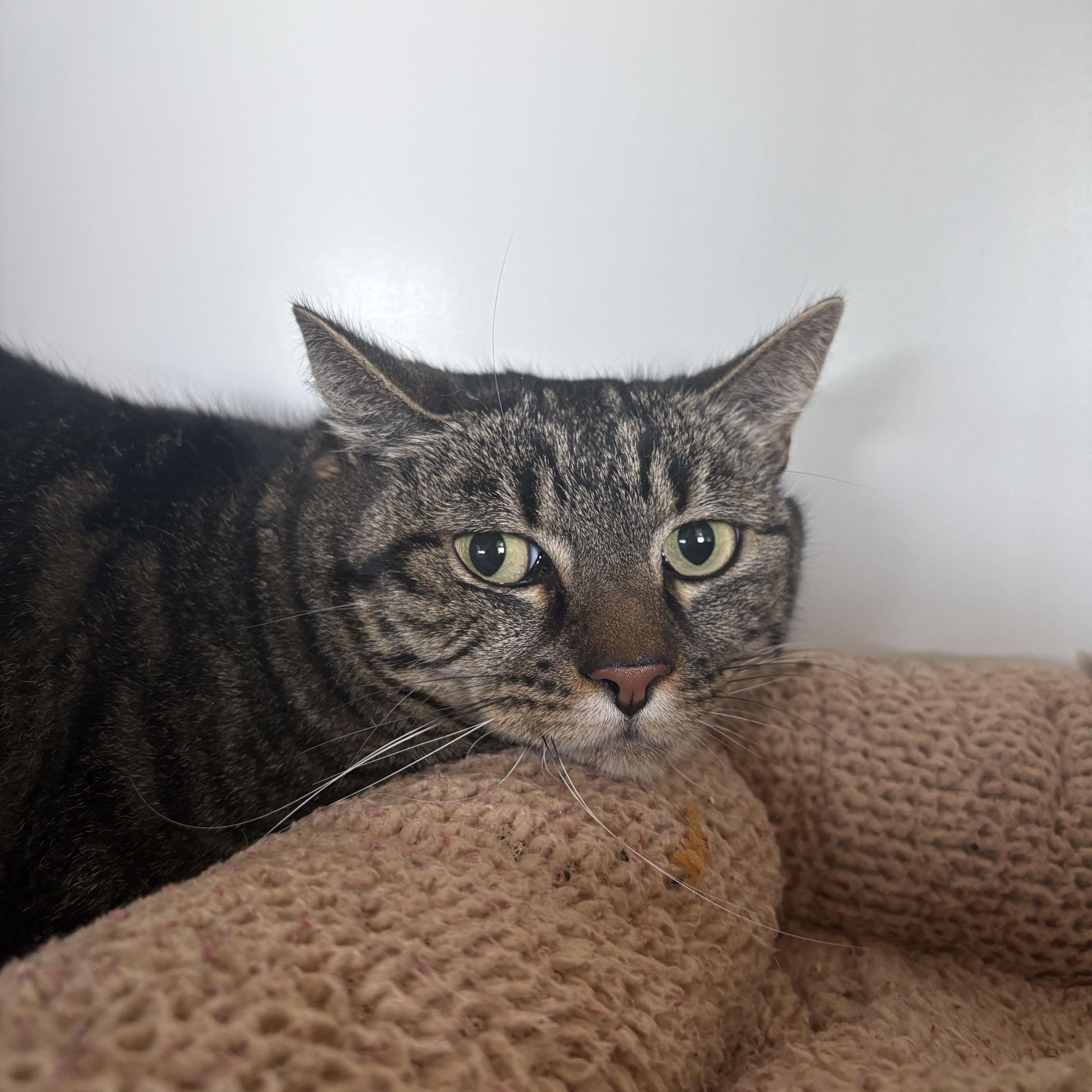 Vida, adopted, Adult Female Domestic Short Hair.