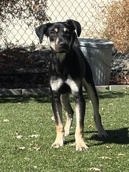 Enlarge Alley, a ADOPTABLE mixed breed in Red Bluff, CA image 3/5
