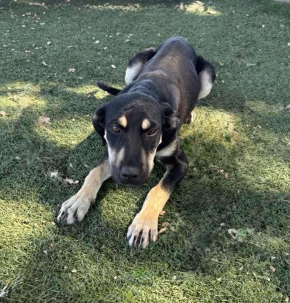 Enlarge Alley, a ADOPTABLE mixed breed in Red Bluff, CA image 5/5