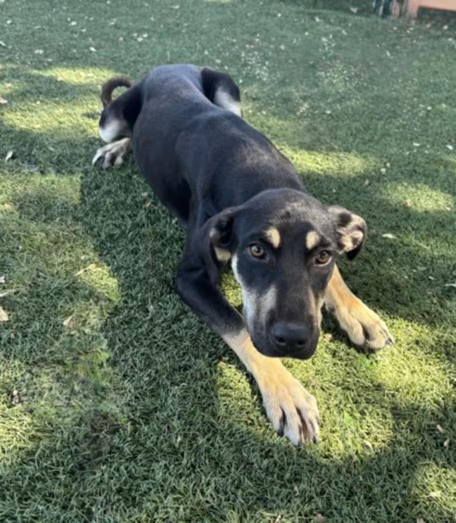 Enlarge Alley, a ADOPTABLE mixed breed in Red Bluff, CA image 4/5