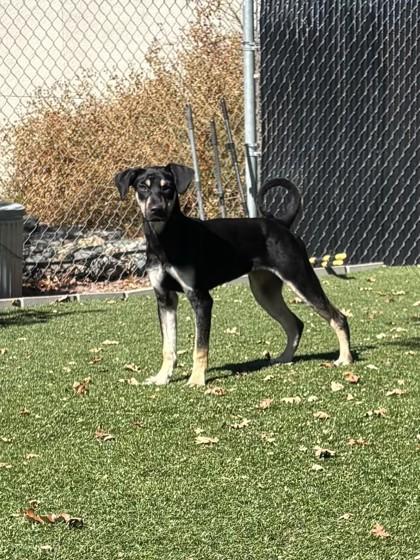 Enlarge Alley, a ADOPTABLE mixed breed in Red Bluff, CA image 2/5